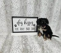 F1 Banana, a male Miniature Aussiedoodle for sale in Jacksonville, NC – 4 of 9