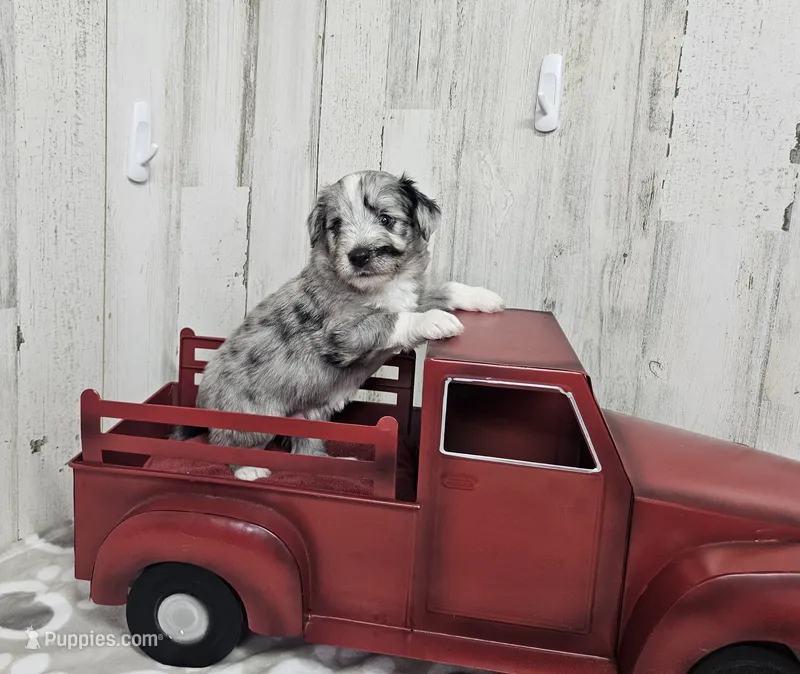 F1 Grape – Miniature Aussiedoodle puppy for sale in Jacksonville, NC