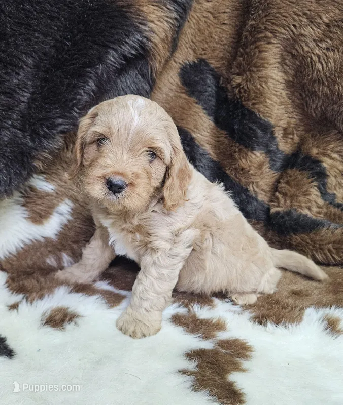 F1 River – Cavapoo puppy for sale in Jacksonville, NC