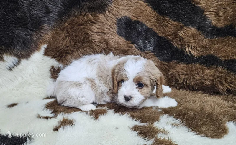 F1 Asher – Cavapoo puppy for sale in Jacksonville, NC