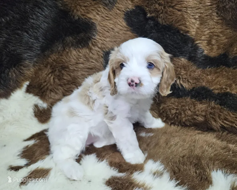 F1 Honey – Cavapoo puppy for sale in Jacksonville, NC