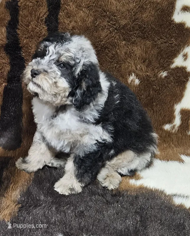 F1b Lainey – Miniature Bernedoodle puppy for sale in Jacksonville, NC