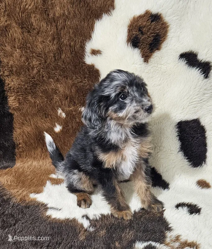 F1b Kelsey – Miniature Bernedoodle puppy for sale in Jacksonville, NC