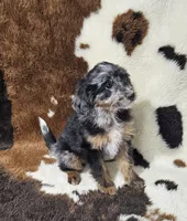 F1b Kelsey, a female Miniature Bernedoodle for sale in Jacksonville, NC – 10 of 10