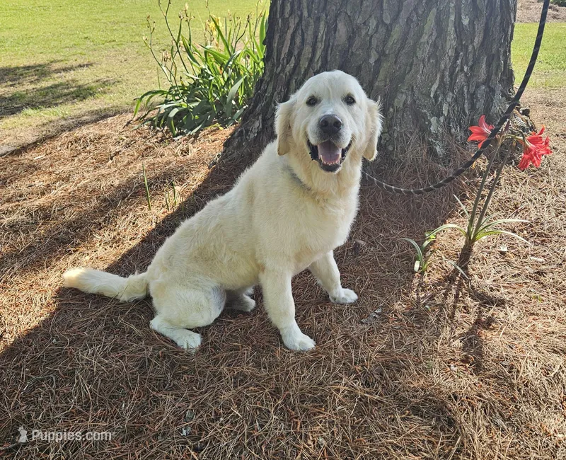 Maverick – Golden Retriever, English Cream Golden Retriever puppy for sale in Jacksonville, NC