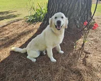 Maverick, a male Golden Retriever and English Cream Golden Retriever for sale in Jacksonville, NC – 1 of 4
