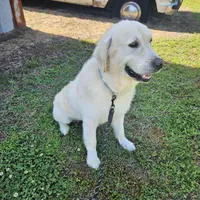 Maverick, a male Golden Retriever and English Cream Golden Retriever for sale in Jacksonville, NC – 3 of 4