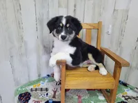 Willow, a female Miniature Australian Shepherd for sale in Jacksonville, NC – Photo 4 of 4