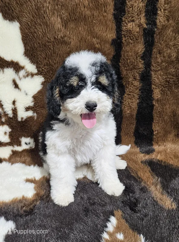F1b Hardy – Miniature Bernedoodle puppy for sale in Jacksonville, NC