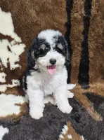 F1b Hardy, a male Miniature Bernedoodle for sale in Jacksonville, NC – 10 of 10