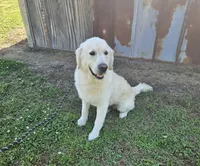 Maverick, a male Golden Retriever and English Cream Golden Retriever for sale in Jacksonville, NC – 4 of 4