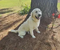 Maverick, a male Golden Retriever and English Cream Golden Retriever for sale in Jacksonville, NC – 2 of 4