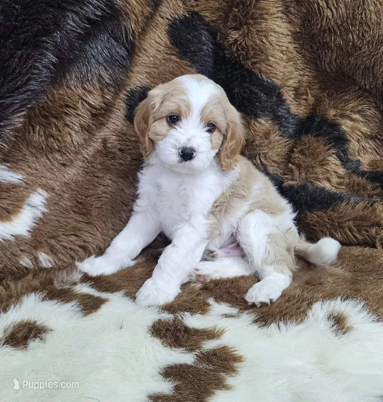 F1 Stormy – Cavapoo puppy on hold in Jacksonville, NC