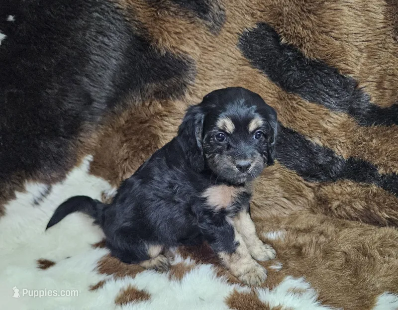 F1 Rainy – Cavapoo puppy for sale in Jacksonville, NC