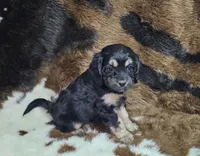 F1 Rainy, a female Cavapoo for sale in Jacksonville, NC – 1 of 5