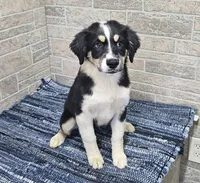 Willow, a female Miniature Australian Shepherd for sale in Jacksonville, NC – Photo 3 of 4