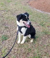 Willow, a female Miniature Australian Shepherd for sale in Jacksonville, NC – Photo 2 of 4