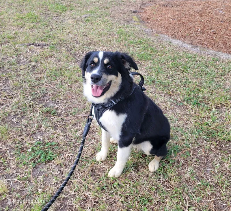 Willow – Miniature Australian Shepherd puppy for sale in Jacksonville, NC