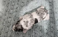 F1b Dolly, a female Miniature Bernedoodle for sale in Jacksonville, NC – 4 of 4
