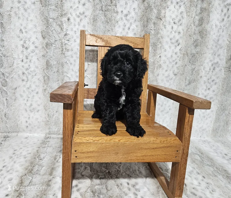 F1 Poseidon – Cavapoo puppy for sale in Jacksonville, NC
