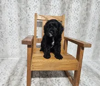 F1 Poseidon, a male Cavapoo for sale in Jacksonville, NC – 3 of 6