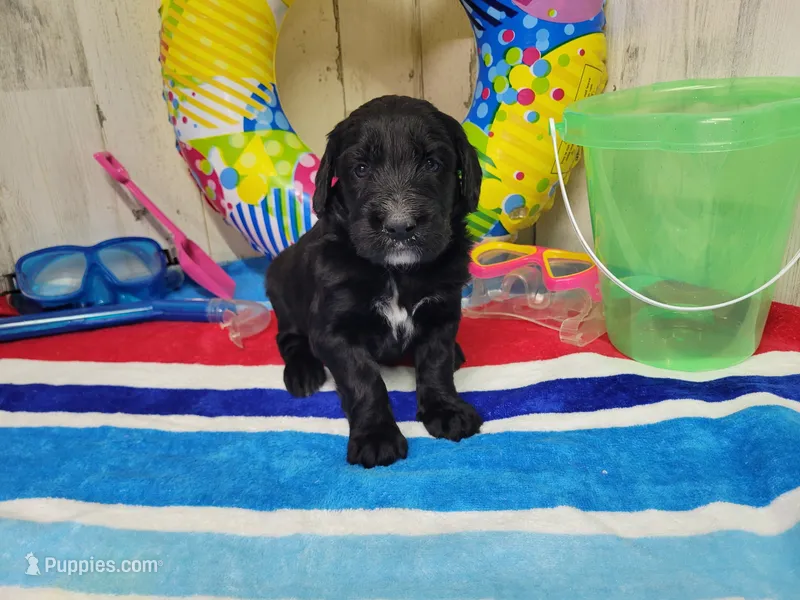F1 StringBean – Goldendoodle puppy for sale in Jacksonville, NC