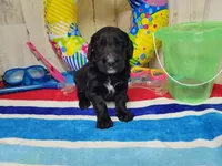 F1 StringBean, a female Goldendoodle for sale in Jacksonville, NC – 2 of 5
