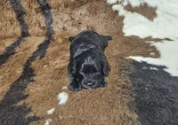 F1 Poseidon, a male Cavapoo for sale in Jacksonville, NC – 3 of 3
