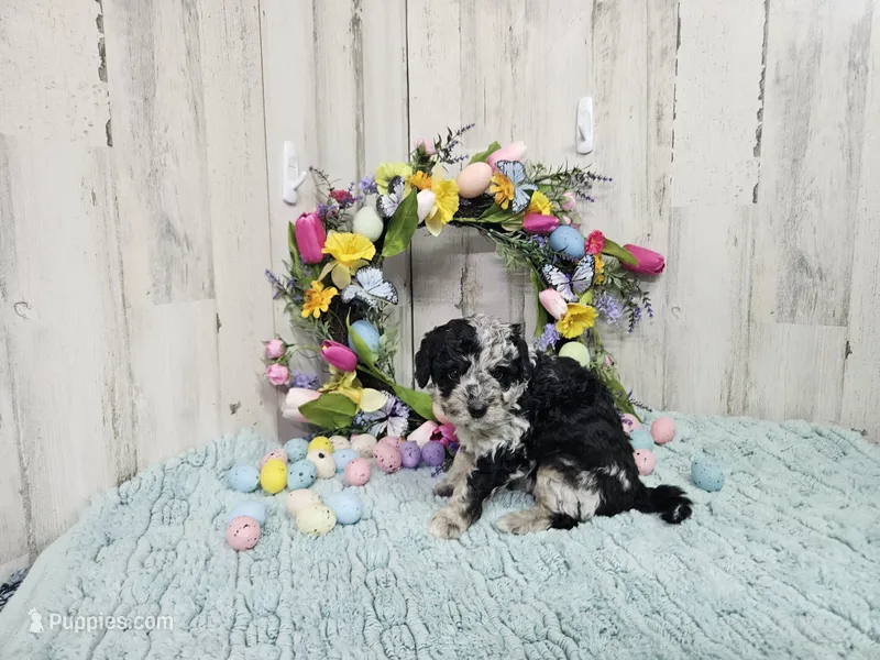 F1b Lainey – Miniature Bernedoodle puppy for sale in Jacksonville, NC
