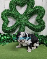 F1b Lainey, a female Miniature Bernedoodle for sale in Jacksonville, NC – Photo 3 of 4