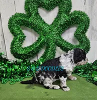 F1b Lainey, a female Miniature Bernedoodle for sale in Jacksonville, NC – Photo 4 of 4