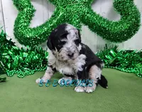 F1b Lainey, a female Miniature Bernedoodle for sale in Jacksonville, NC – Photo 1 of 4