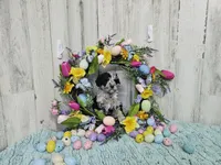 F1b Lainey, a female Miniature Bernedoodle for sale in Jacksonville, NC – Photo 8 of 8