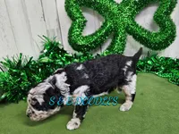 F1b Lainey, a female Miniature Bernedoodle for sale in Jacksonville, NC – Photo 2 of 4