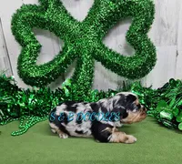 F1b Ella, a female Miniature Bernedoodle for sale in Jacksonville, NC – Photo 2 of 4