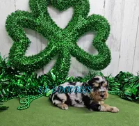 F1b Ella, a female Miniature Bernedoodle for sale in Jacksonville, NC – Photo 3 of 4