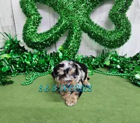 F1b Ella, a female Miniature Bernedoodle for sale in Jacksonville, NC – Photo 1 of 4