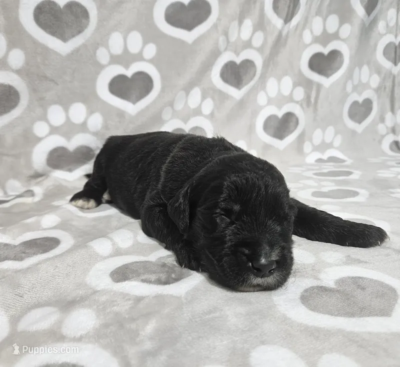 F1 Zucchini – Goldendoodle puppy for sale in Jacksonville, NC