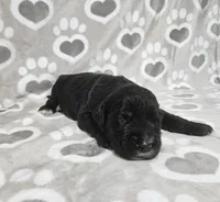 F1 Zucchini, a male Goldendoodle for sale in Jacksonville, NC – 1 of 3