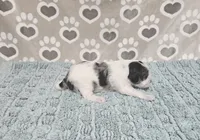 F1b Tennessee, a male Miniature Bernedoodle for sale in Jacksonville, NC – 3 of 4