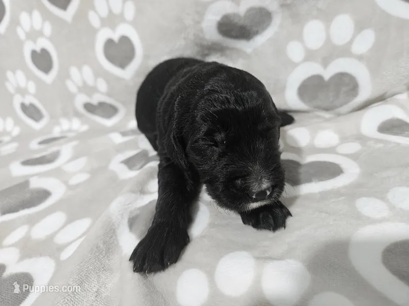 F1 StringBean – Goldendoodle puppy for sale in Jacksonville, NC