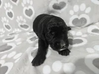 F1 StringBean, a female Goldendoodle for sale in Jacksonville, NC – 1 of 3