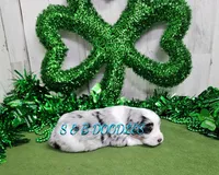 F1b Carrie, a female Miniature Bernedoodle for sale in Jacksonville, NC – Photo 4 of 4