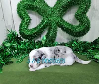 F1b Carrie, a female Miniature Bernedoodle for sale in Jacksonville, NC – Photo 3 of 4