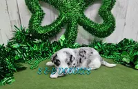 F1b Carrie, a female Miniature Bernedoodle for sale in Jacksonville, NC – Photo 2 of 4