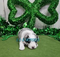 F1b Carrie, a female Miniature Bernedoodle for sale in Jacksonville, NC – Photo 1 of 4