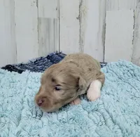 F1 Strawberry, a female Miniature Aussiedoodle for sale in Jacksonville, NC – 2 of 3