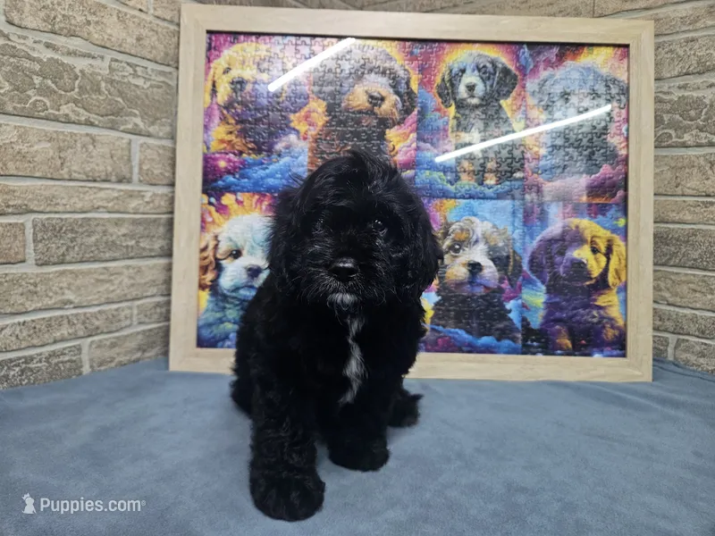 F1 Poseidon – Cavapoo puppy for sale in Jacksonville, NC