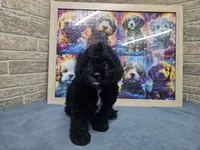 F1 Poseidon, a male Cavapoo for sale in Jacksonville, NC – 2 of 6