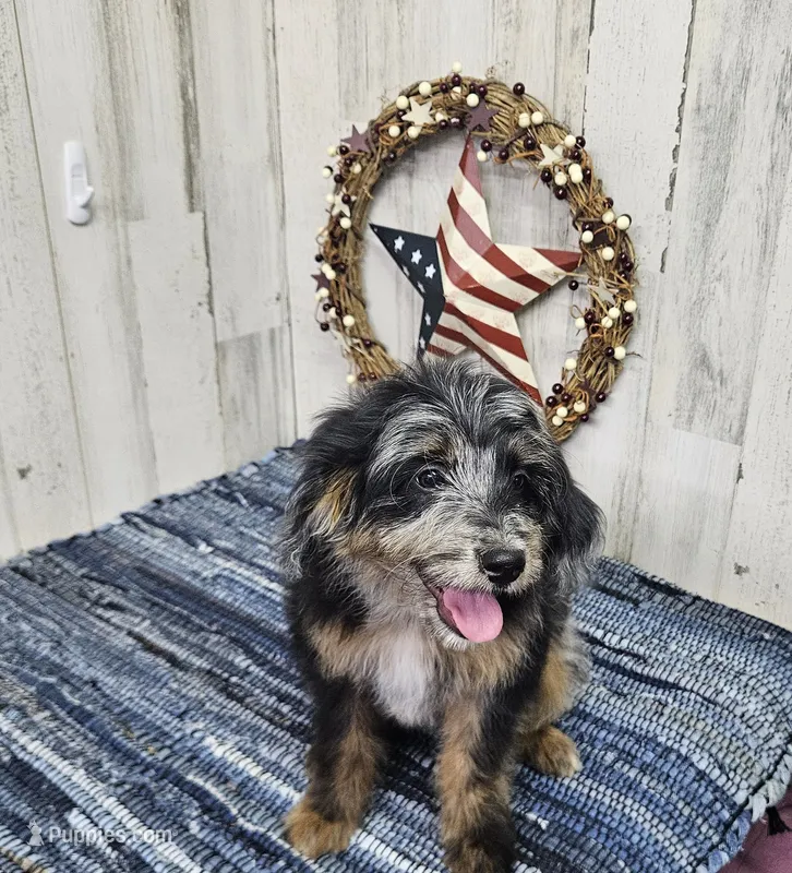 F1b Kelsey – Miniature Bernedoodle puppy for sale in Jacksonville, NC